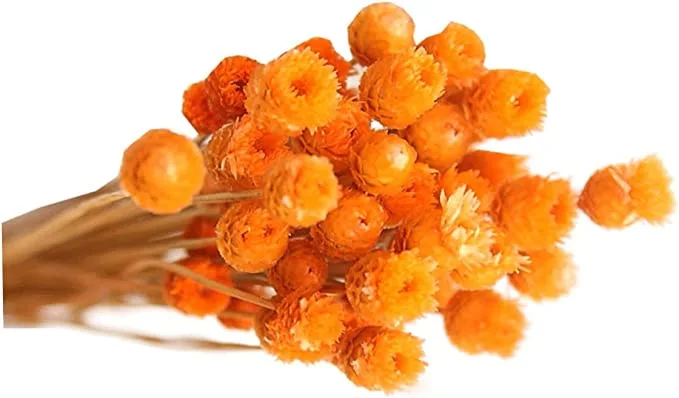Dried flora