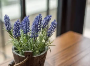 Lavenders