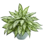 Nearly Natural 16-in Silver Queen Artificial Plant in Green Vase